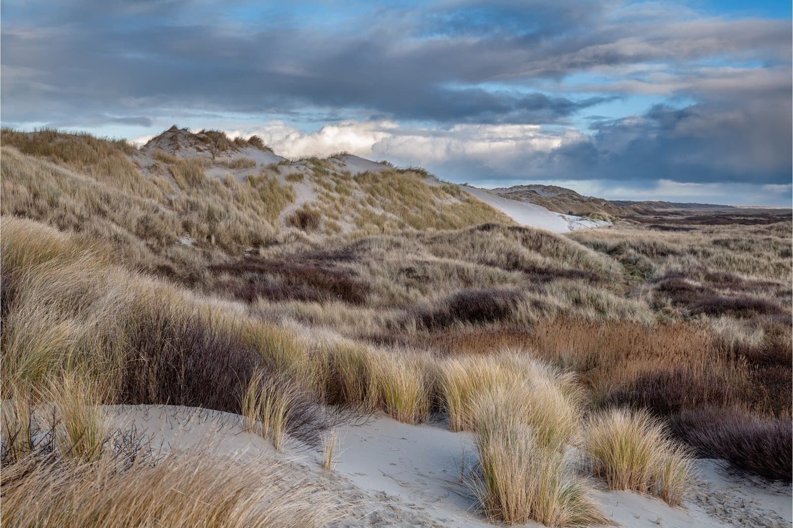 Helmgras duinen Terschelling, natuur rondom vakantieverhuur Midsland aan Zee