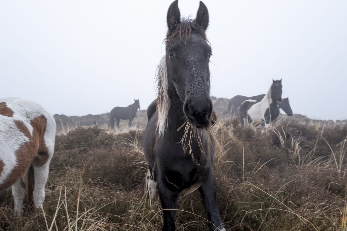 Paarden in de mistige duinen van Terschelling, natuur Midsland aan Zee