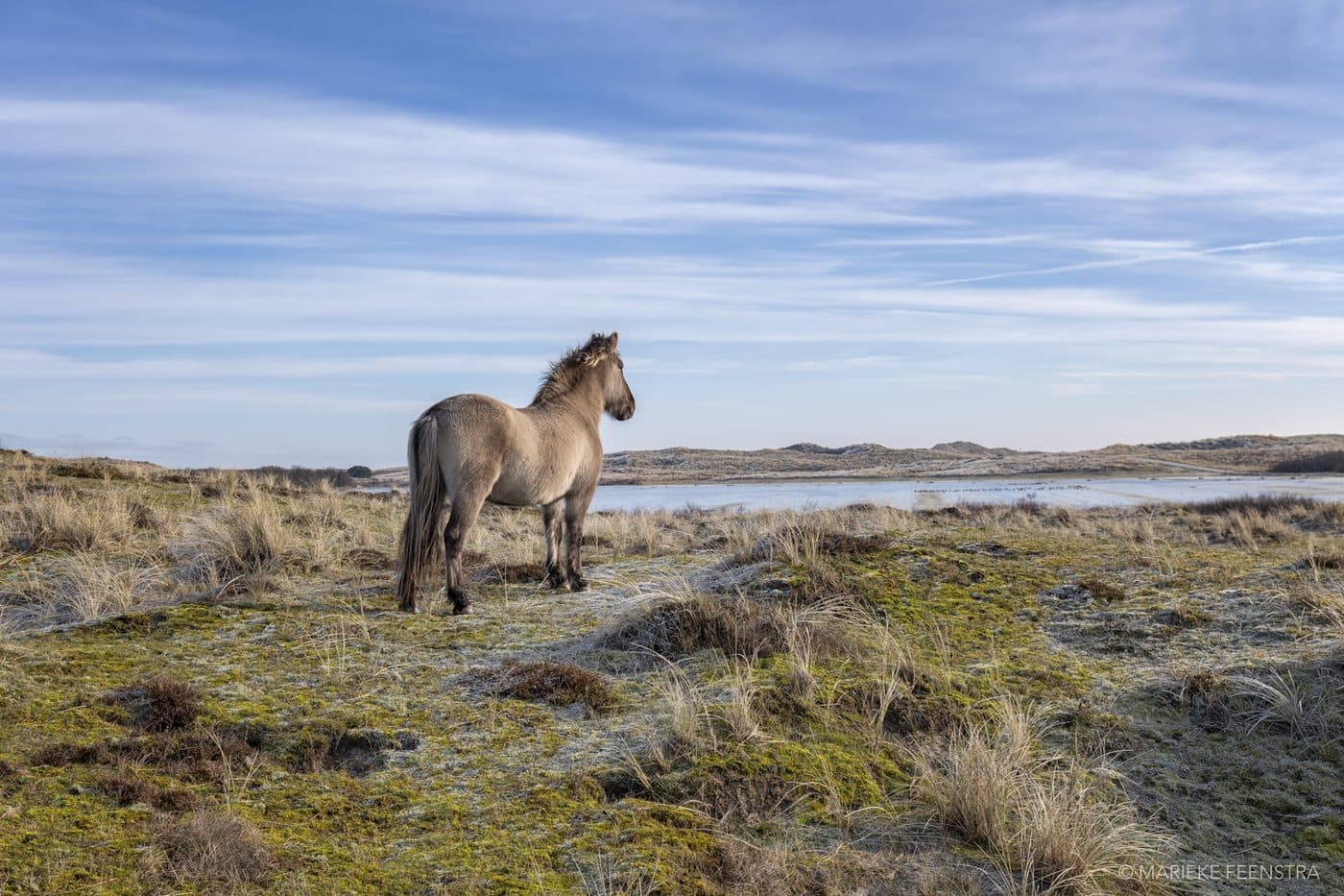 Konikpaard in de duinen van Terschelling nabij Midsland aan Zee