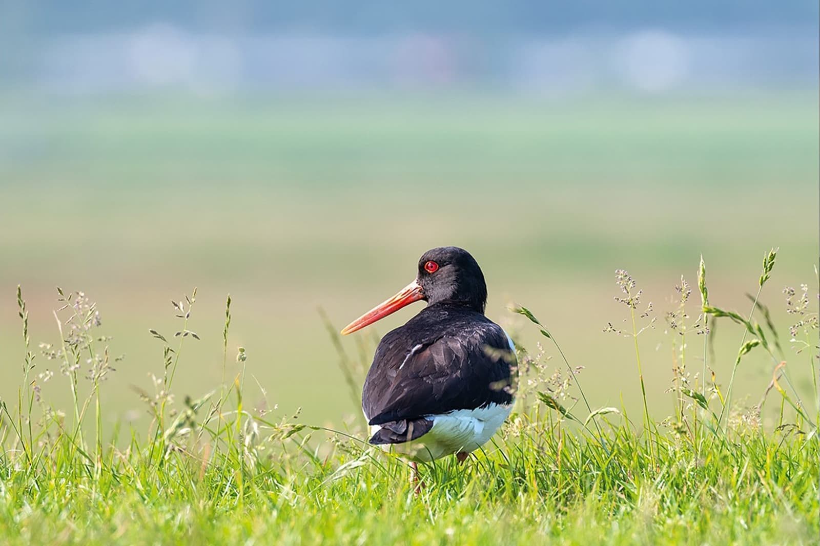 Wad Terschelling in ochtendlicht, Waddeneiland vakantieverhuur