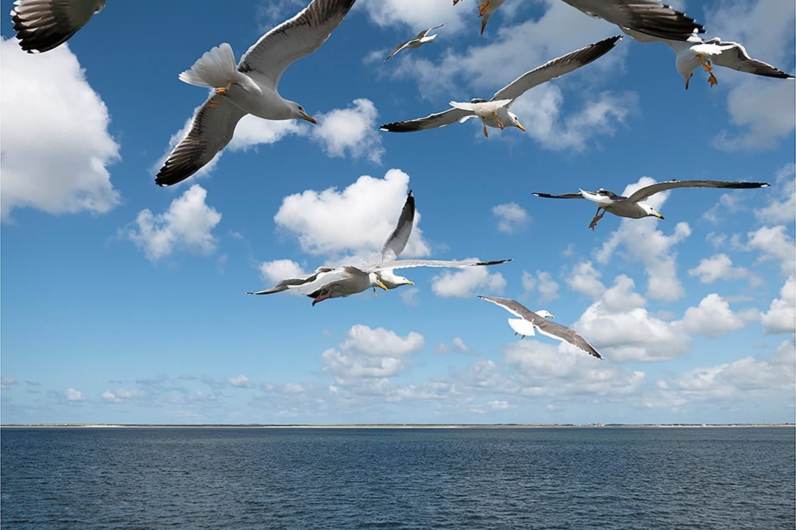 Wad bij Terschelling, Waddeneilanden UNESCO natuur