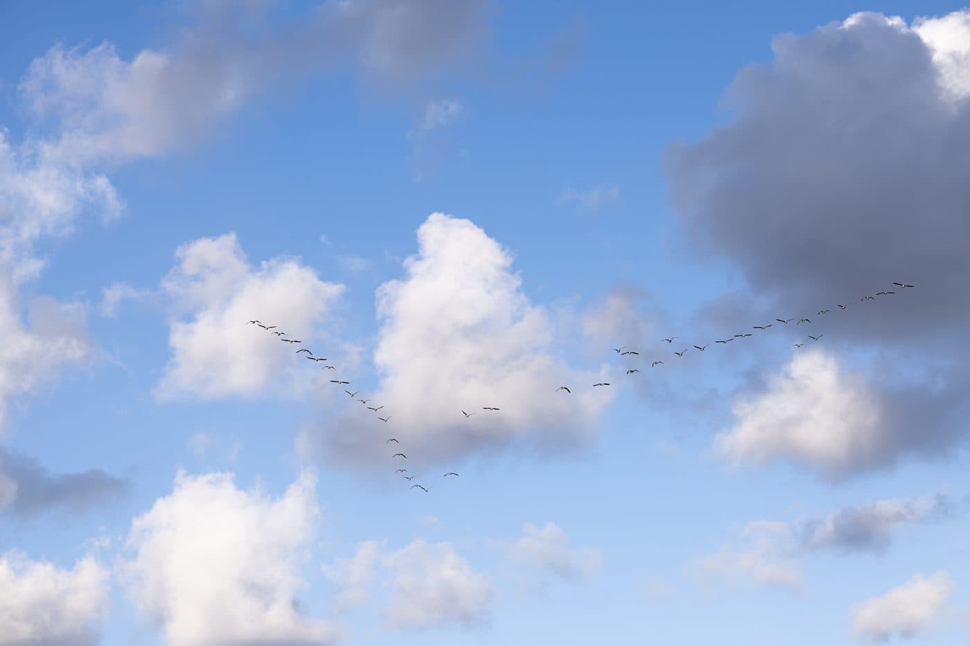 Ganzen in V-formatie boven Terschelling, natuur bij Waddeneiland vakantieverhuur