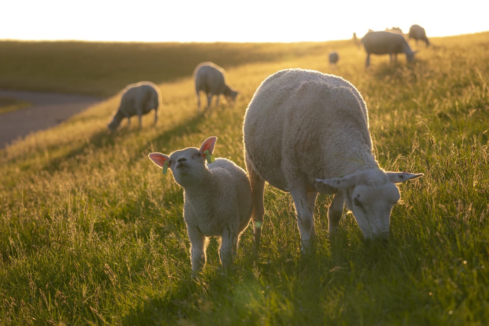 Schapen op Terschelling, authentiek Waddeneiland vakantie Midsland aan Zee