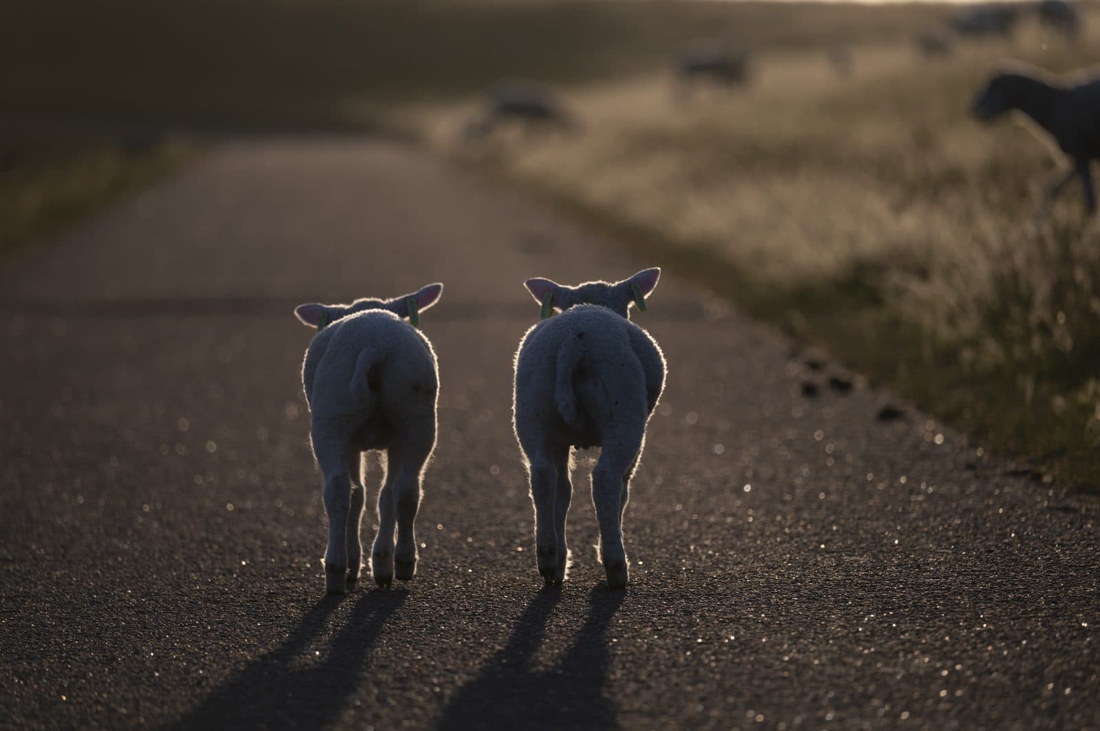 Schapen in de zon op Terschelling, Waddeneiland vakantie Midsland