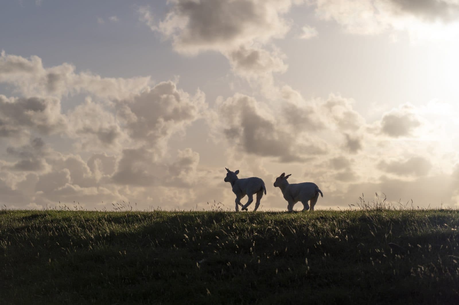 Schapen op het eiland Terschelling, authentiek Midsland aan Zee